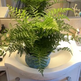 Photo of the plant species Mother Fern by @ArtisteRedrose4 named Forrest on Greg, the plant care app