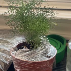Photo of the plant species Ming Fern by @ProMarimo87 named Rainier on Greg, the plant care app