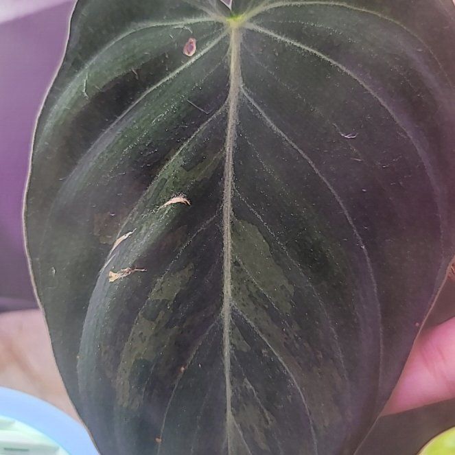 Photo of the plant species Philodendron Melanochrysum x Verrucosum by @BabyNeslia39 named Pax on Greg, the plant care app