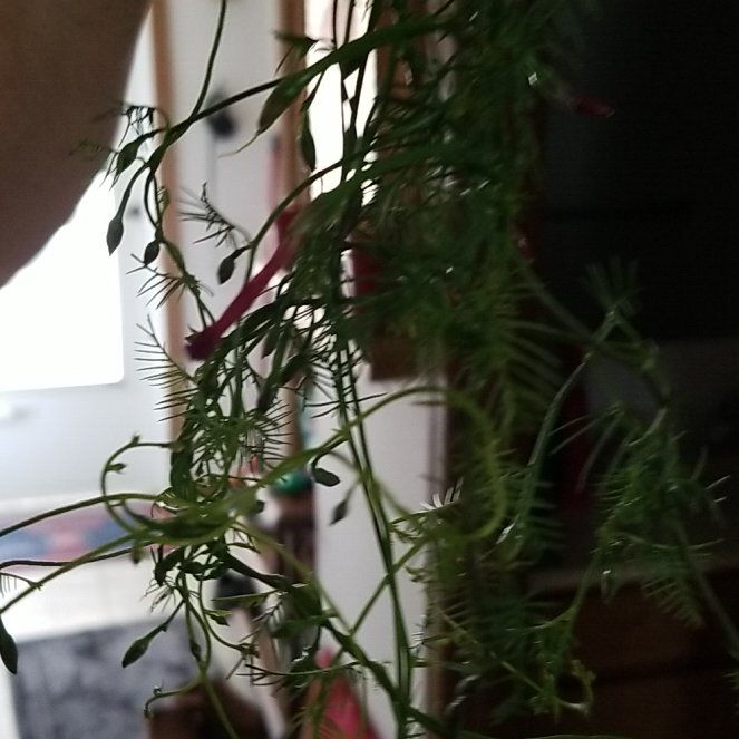 Photo of the plant species Cypress Vine by @GoldenDodder82 named Surya on Greg, the plant care app