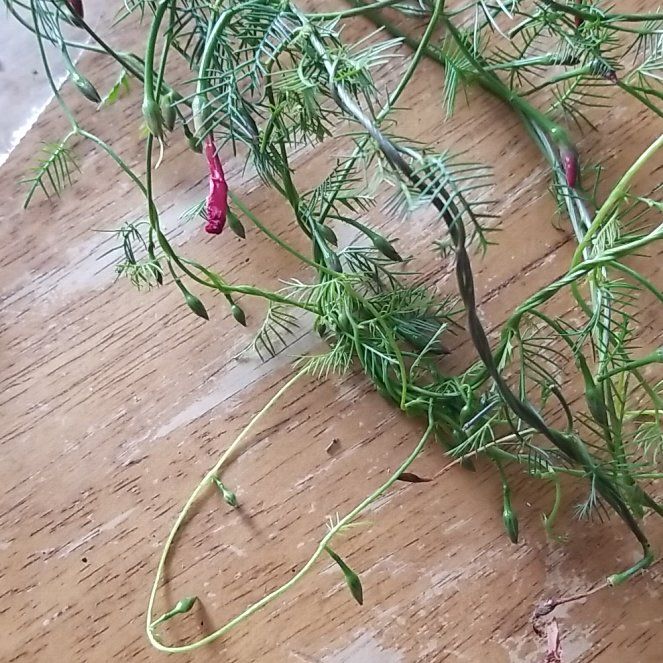 Photo of the plant species Cypress Vine by @GoldenDodder82 named Wall-E on Greg, the plant care app