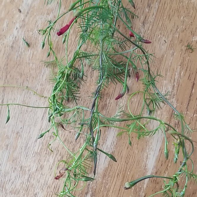 Photo of the plant species Cypress Vine by @GoldenDodder82 named Lavender on Greg, the plant care app