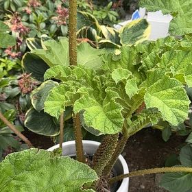 Photo of the plant species Giant Rhubarb by @SummeryArugula7 named Captain Plant-it on Greg, the plant care app