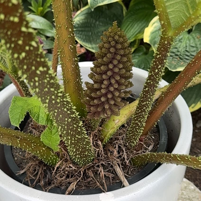 Photo of the plant species Giant Rhubarb by @SummeryArugula7 named Maya on Greg, the plant care app