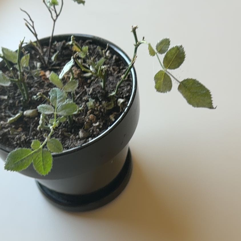 Photo of the plant species Multiflora Rose by @AthleteIcarus48 named Harry on Greg, the plant care app