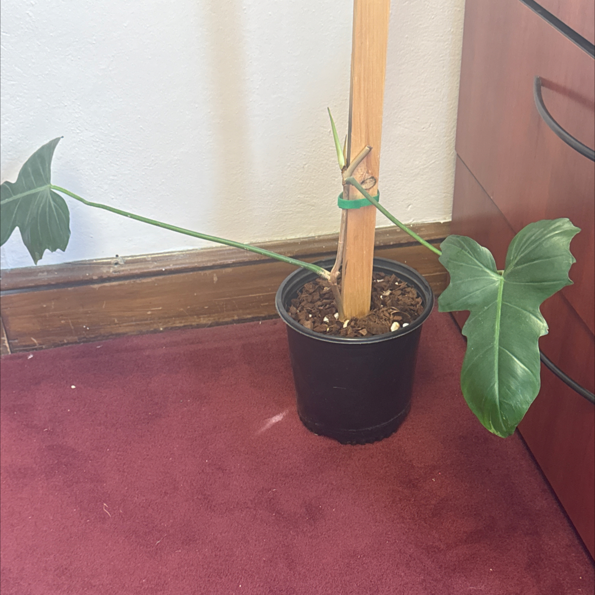 Photo of the plant species Philodendron Mottled Dragon by @Birchplease named Athena on Greg, the plant care app