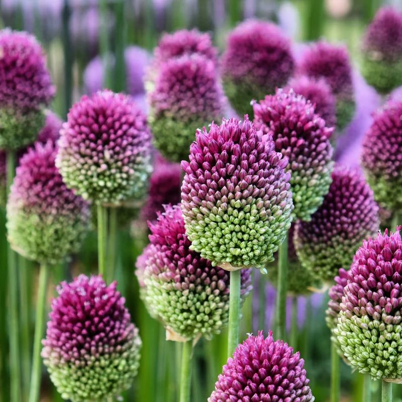 Photo of the plant species Allium sphaerocephalon by @ChiefTutsan99 named Wall-E on Greg, the plant care app