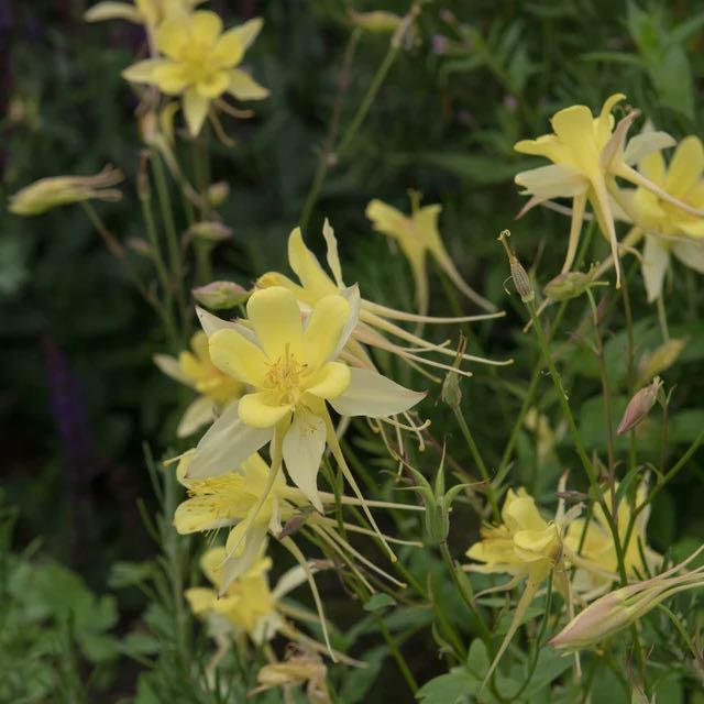 Photo of the plant species Aquilegia 'Sunshine' by @ChiefTutsan99 named Lavender on Greg, the plant care app