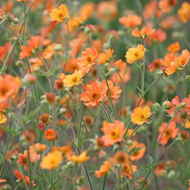 Photo of the plant species Geum 'Mango' by @ChiefTutsan99 named Fernie Mac on Greg, the plant care app