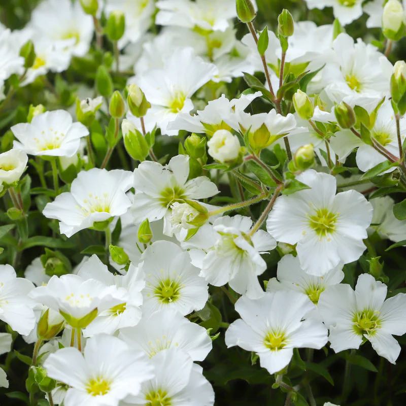 Photo of the plant species Arenaria by @ChiefTutsan99 named Sproutacus on Greg, the plant care app