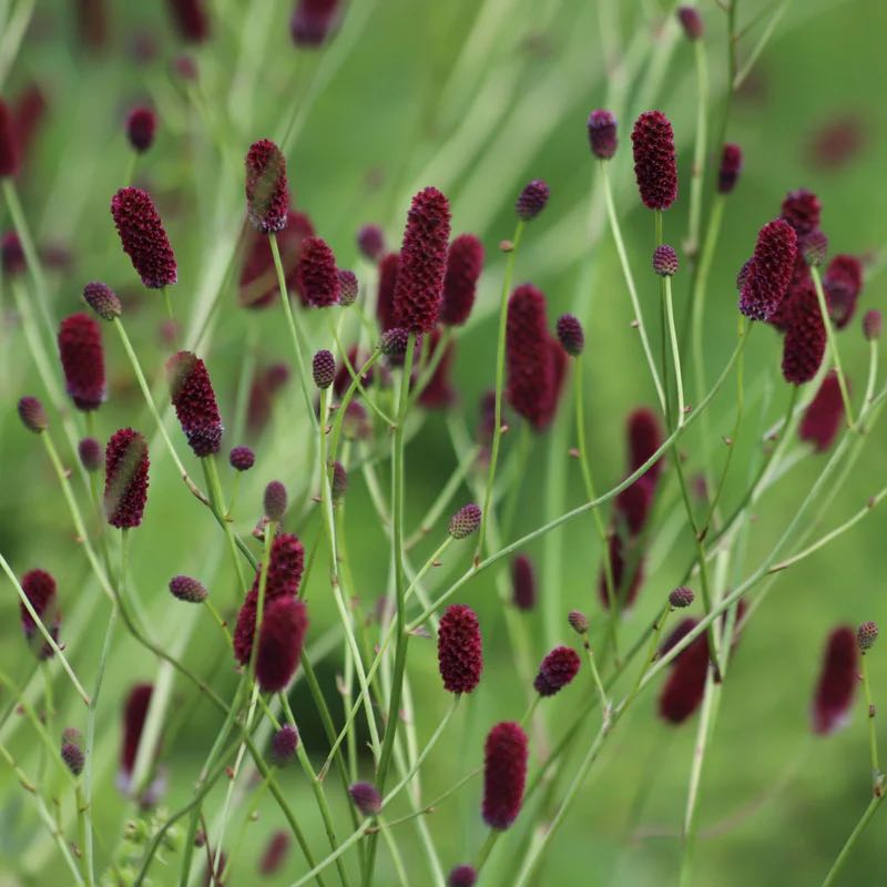 Photo of the plant species Sanguisorba 'Sangria' by @ChiefTutsan99 named Hamilton on Greg, the plant care app