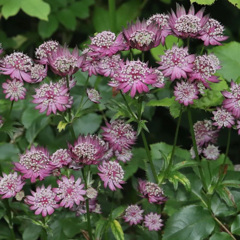 Photo of the plant species Greater Masterwort by @ChiefTutsan99 named Kardashian on Greg, the plant care app