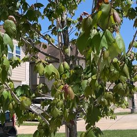 Photo of the plant species Texas Red Maple by @BubblyChia9 named Cleopatra on Greg, the plant care app