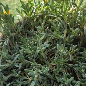 Photo of the plant species Marsh Jaumea by @ZarfRhoeogolden named Ulysses S Plant on Greg, the plant care app