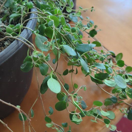 Photo of the plant species Codonanthe devosiana by @ModelOxtongue72 named Figyonce on Greg, the plant care app