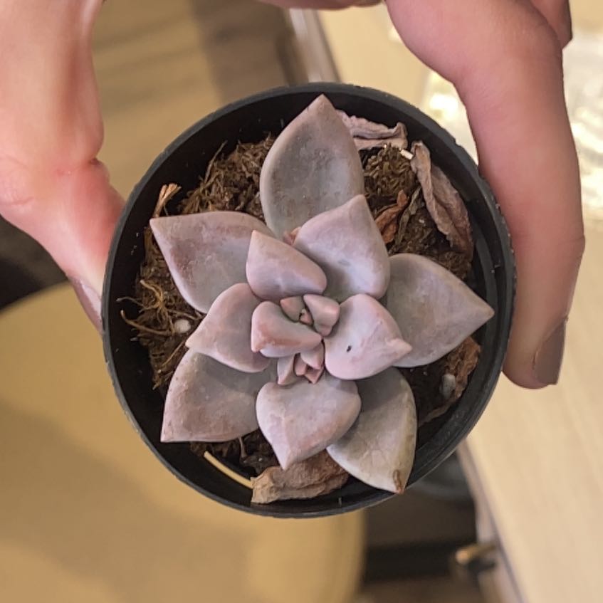 Photo of the plant species Graptopetalum 'Marquise de Sevigne' by @LikableFlax17 named Naomi on Greg, the plant care app