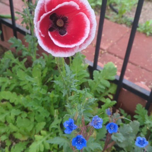 Photo of the plant species Common Poppy by @SturdyFlax94 named Clooney on Greg, the plant care app