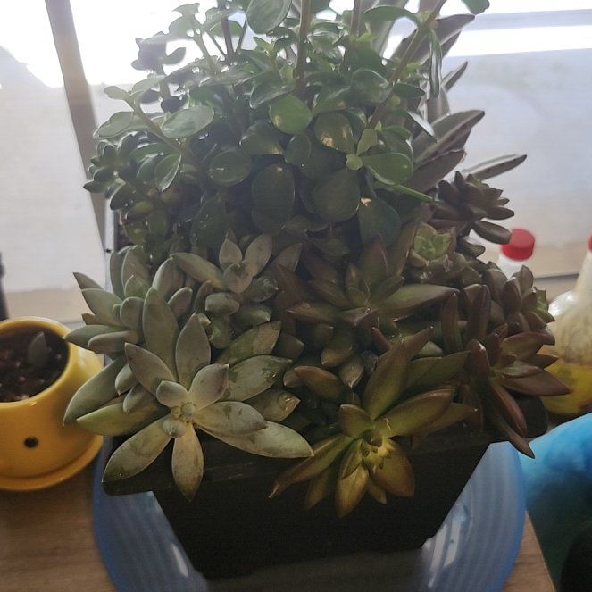 Photo of the plant species Mixed Succulent by @AwakeVaccaria named Sir Plancelot on Greg, the plant care app