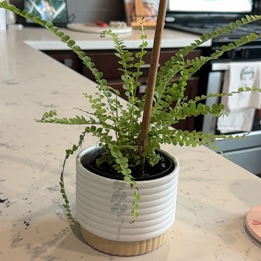 Photo of the plant species Lemon Button Fern by @KeyCalathea53 named Benny on Greg, the plant care app