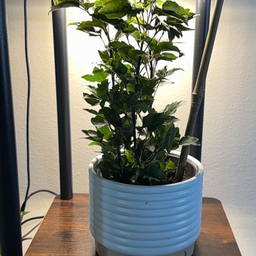 Photo of the plant species Olympia by @KeyCalathea53 named Orwell on Greg, the plant care app