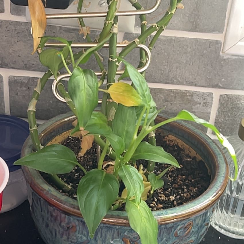 Photo of the plant species Dumb Cane by @SapientBroom50 named Achilles on Greg, the plant care app