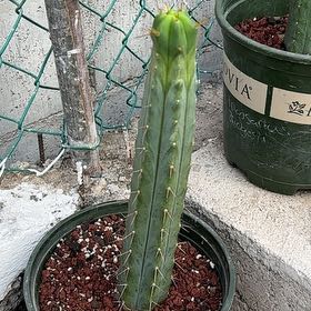 Photo of the plant species Bolivian Torch by @WinninglyMastic named da Vinci on Greg, the plant care app