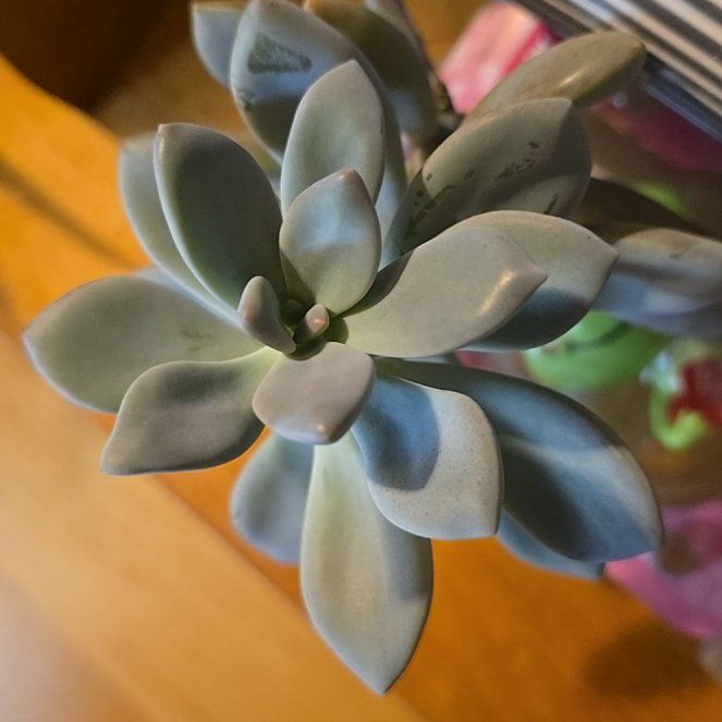 Photo of the plant species Echeveria Abalone by @SelectKamahi49 named Messi on Greg, the plant care app