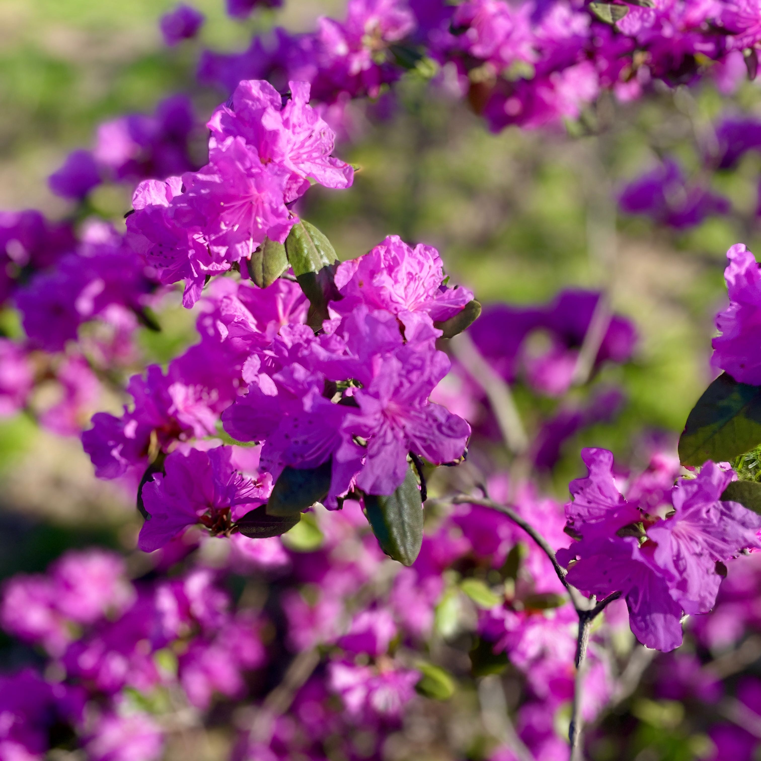 Photo of the plant species Purple Rhododendron by @ParkAveGal named Bella on Greg, the plant care app