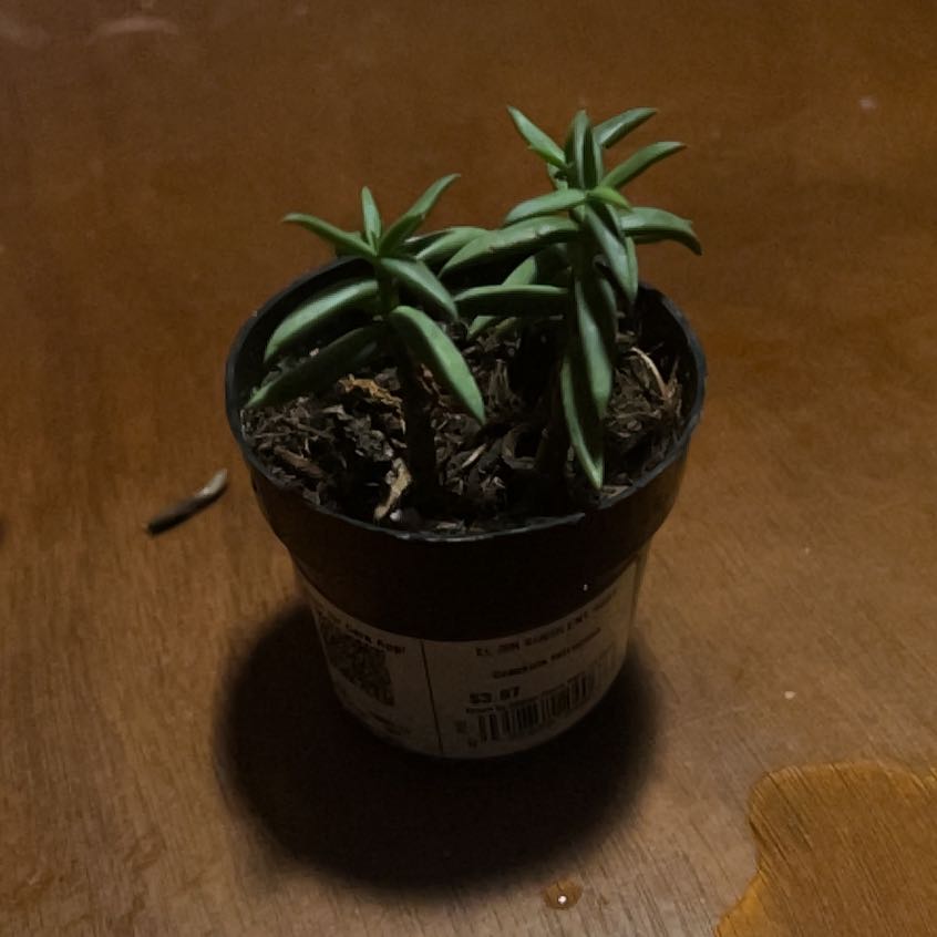 Photo of the plant species Crassula tetragona 'Mini Form' by @PureChickory54 named O’Brian on Greg, the plant care app