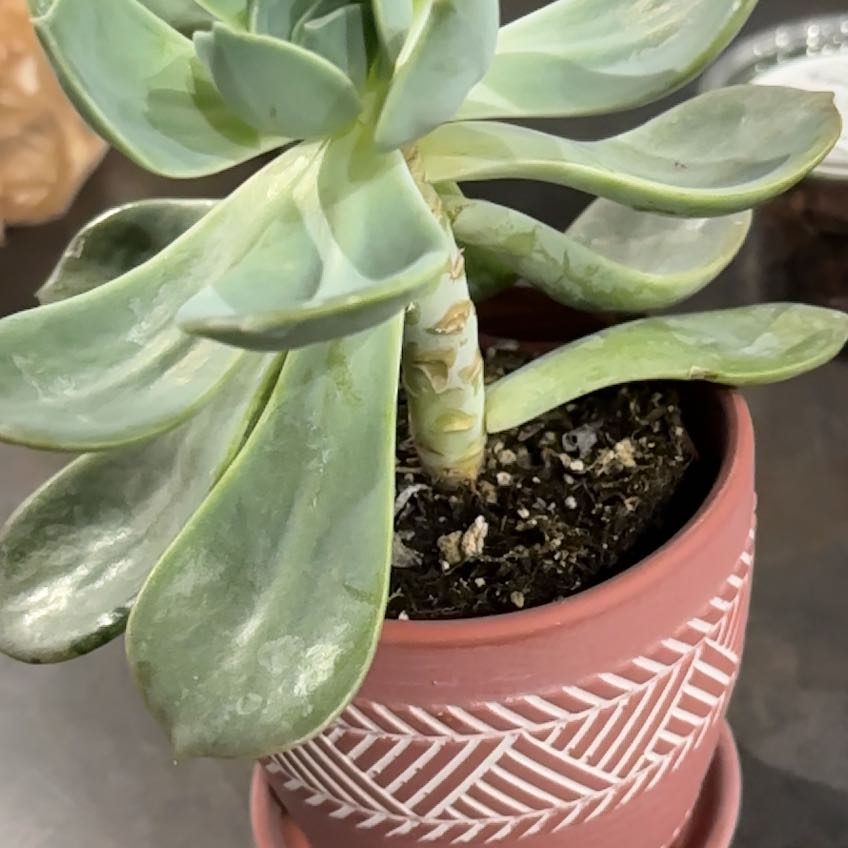 Photo of the plant species Garotto Echeveria by @ProudBokchoi29 named Mochi on Greg, the plant care app