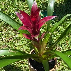 Photo of the plant species King of the Bromeliads by @CalmAloeyucca62 named Captain Plant-it on Greg, the plant care app
