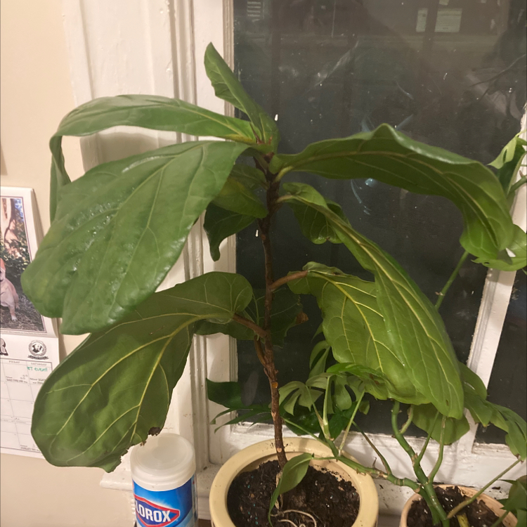 Fiddle Leaf Fig plant photo by Julia named Fiddle Fig on Greg, the plant care app.