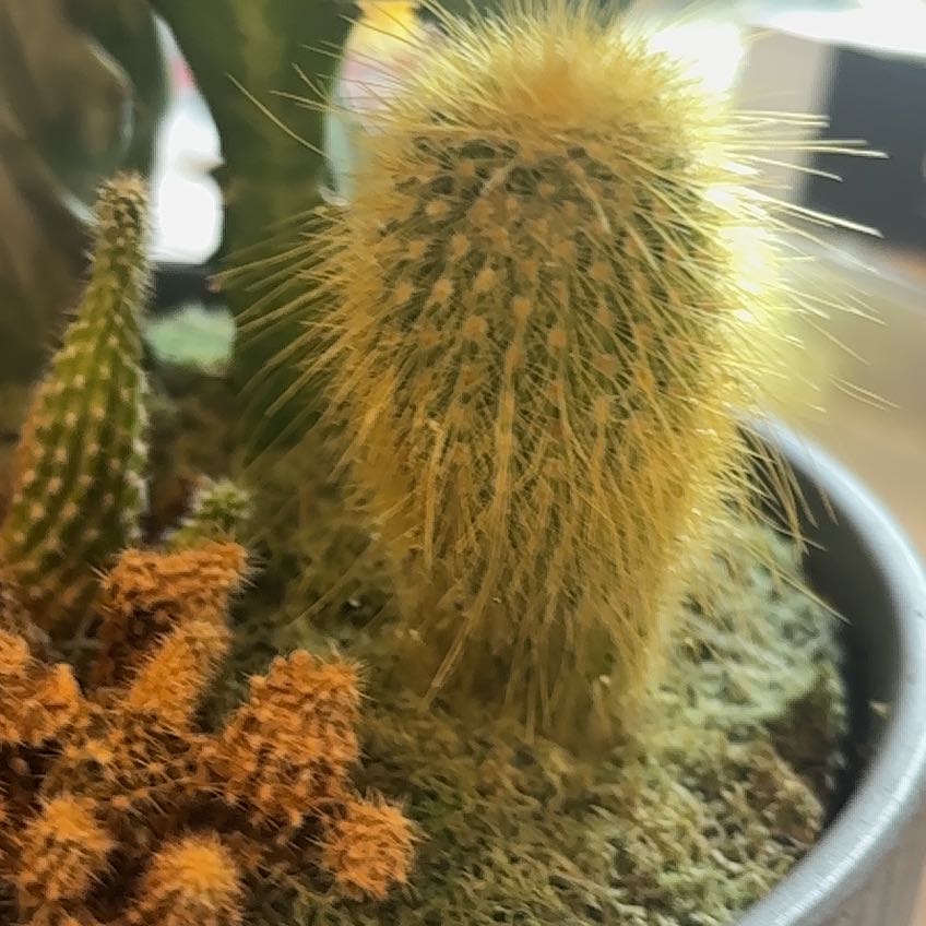 Photo of the plant species Golden Snakecactus by @SparklingWater named Reputation on Greg, the plant care app