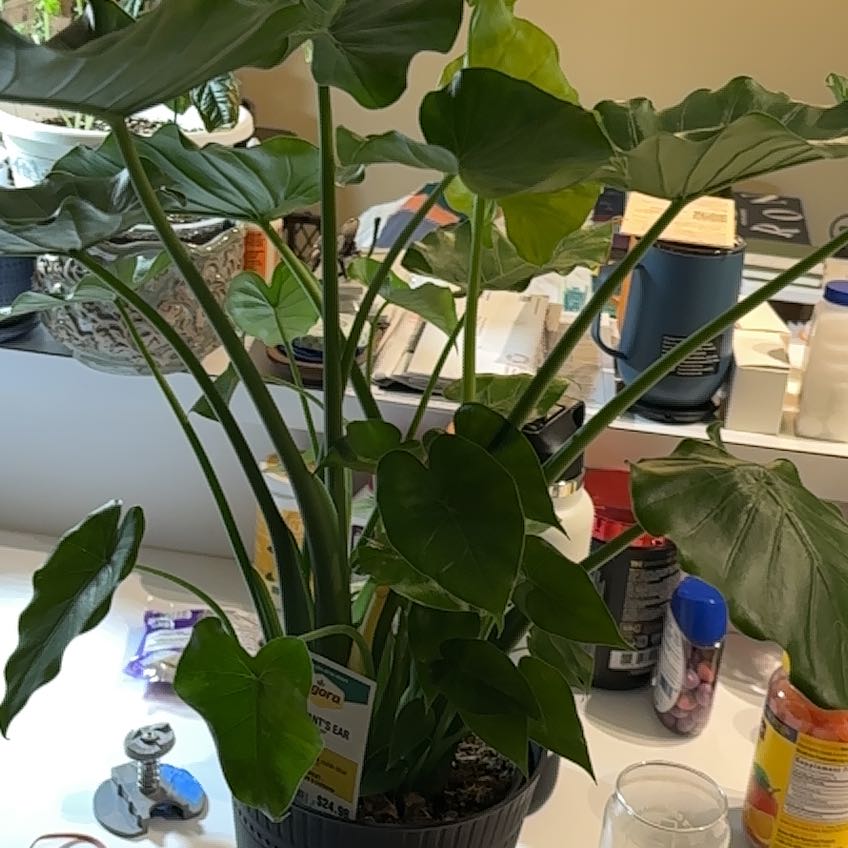 Photo of the plant species Elephant's Ear by @SparklingWater named Dumbo on Greg, the plant care app