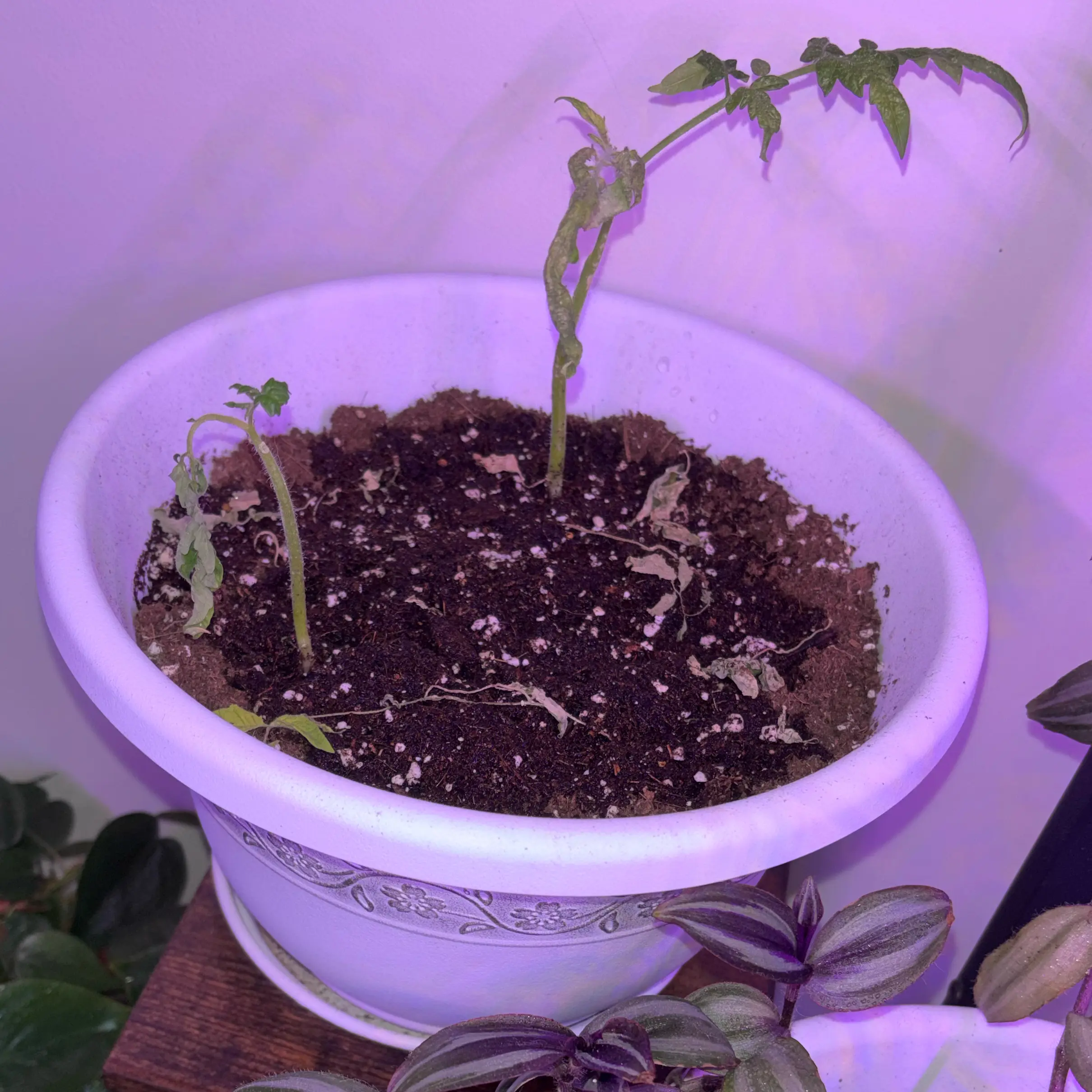 Photo of the plant species Tamarind by @SparklingWater named Sampalok on Greg, the plant care app
