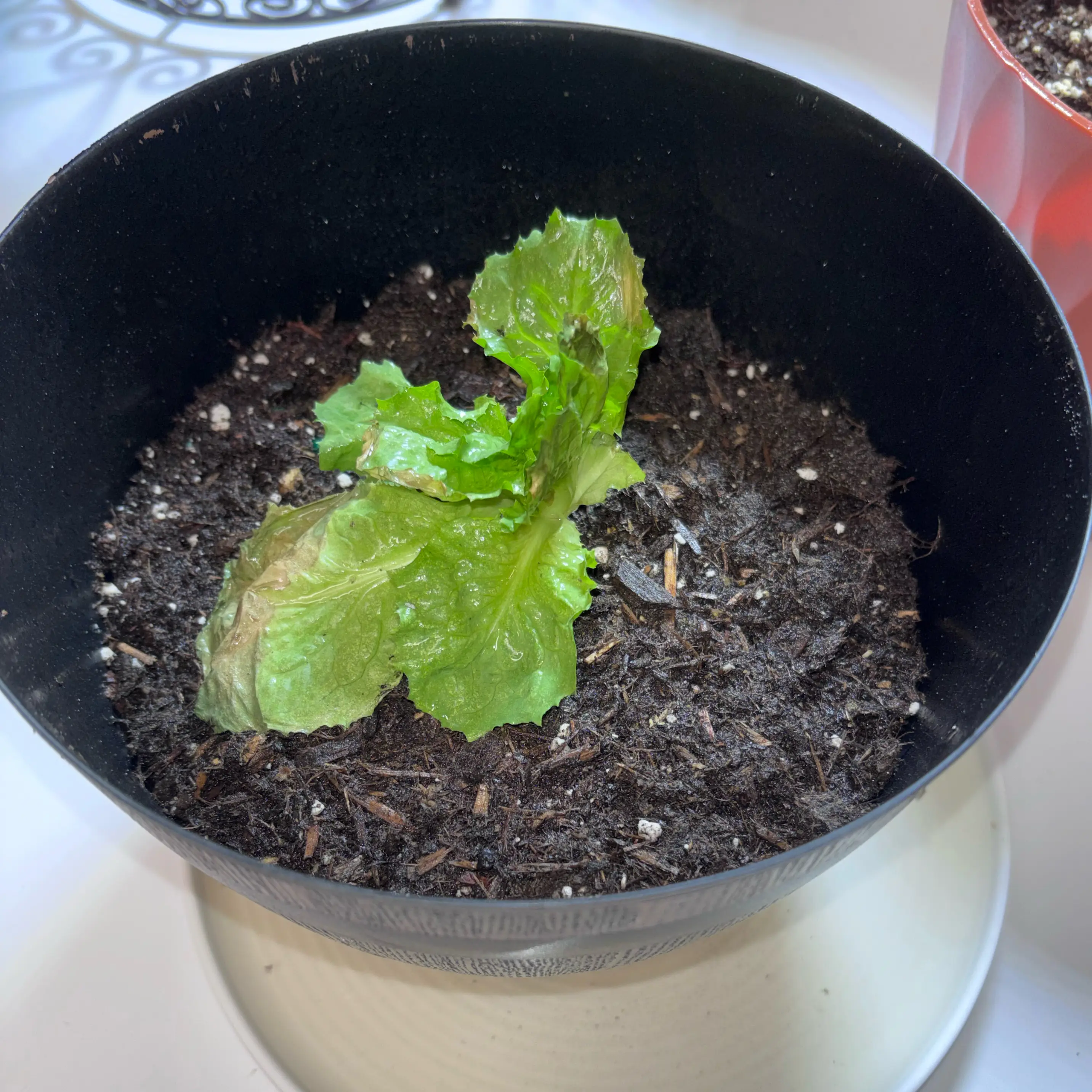 Photo of the plant species Lettuce 'Black Seeded Simpson' by @SparklingWater named Chuga on Greg, the plant care app