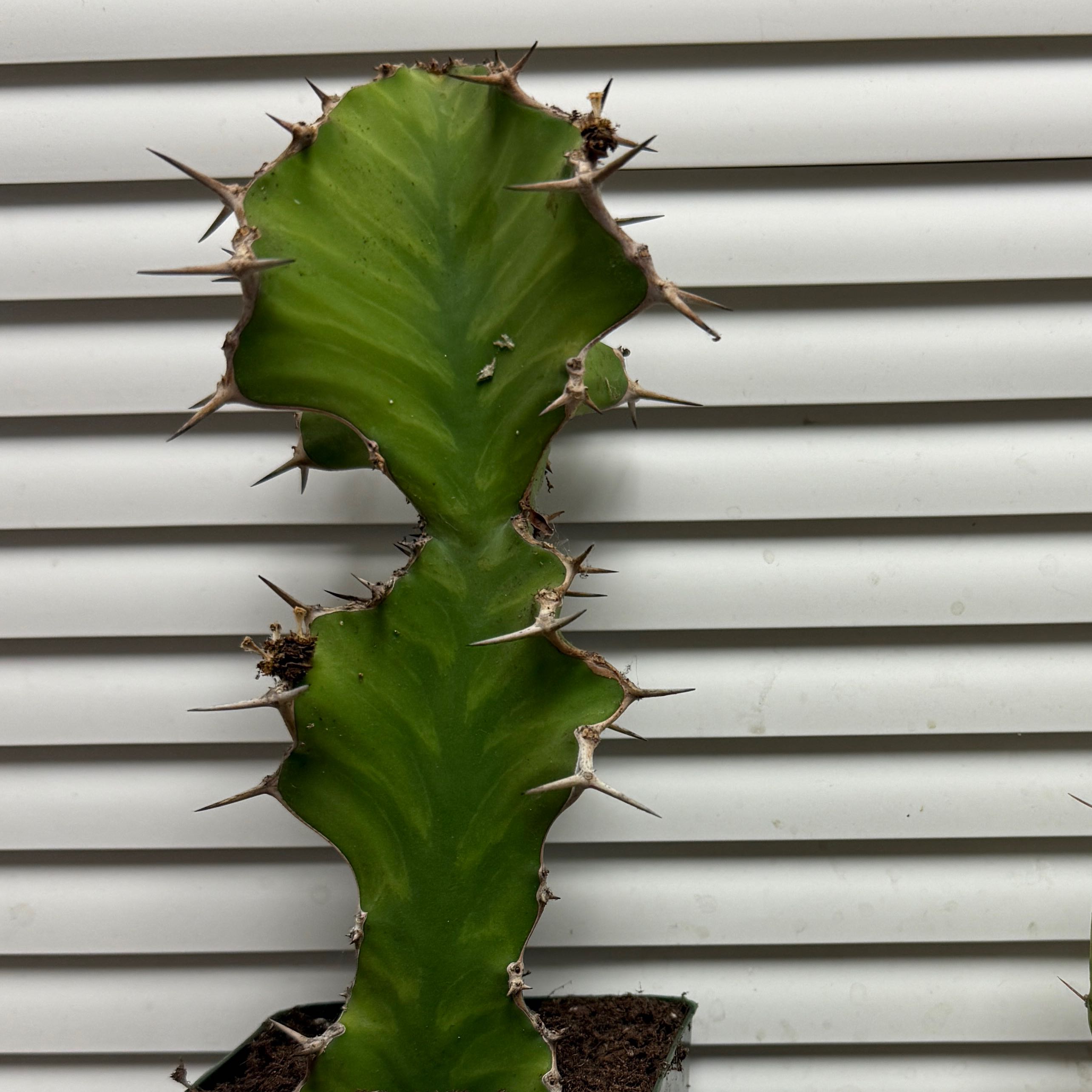 Photo of the plant species Euphorbia grandicornis subsp. sejuncta by @CapableSedge26 named Harmony on Greg, the plant care app