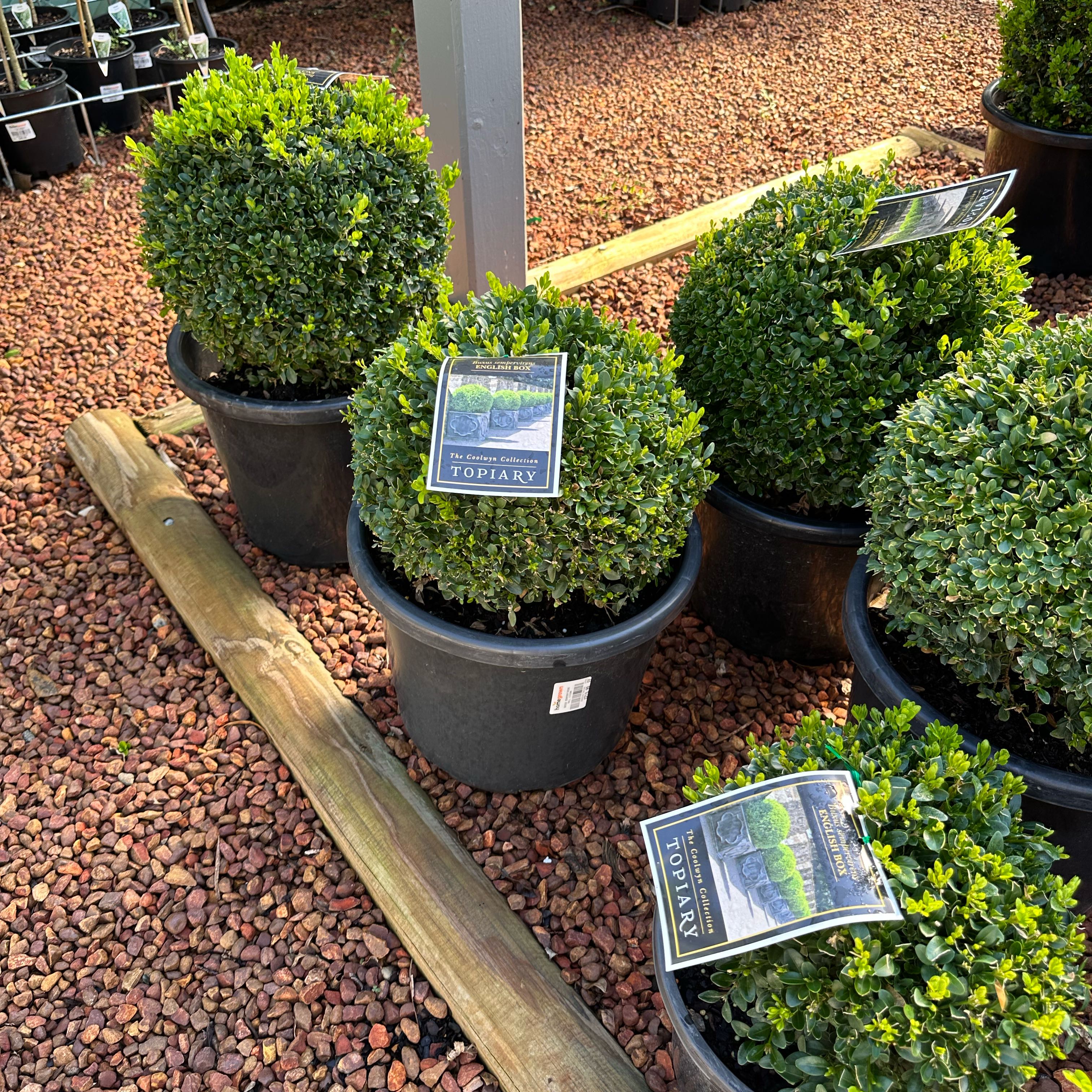 Photo of the plant species English Boxwood by @KeyKamahi70 named Sir Plancelot on Greg, the plant care app