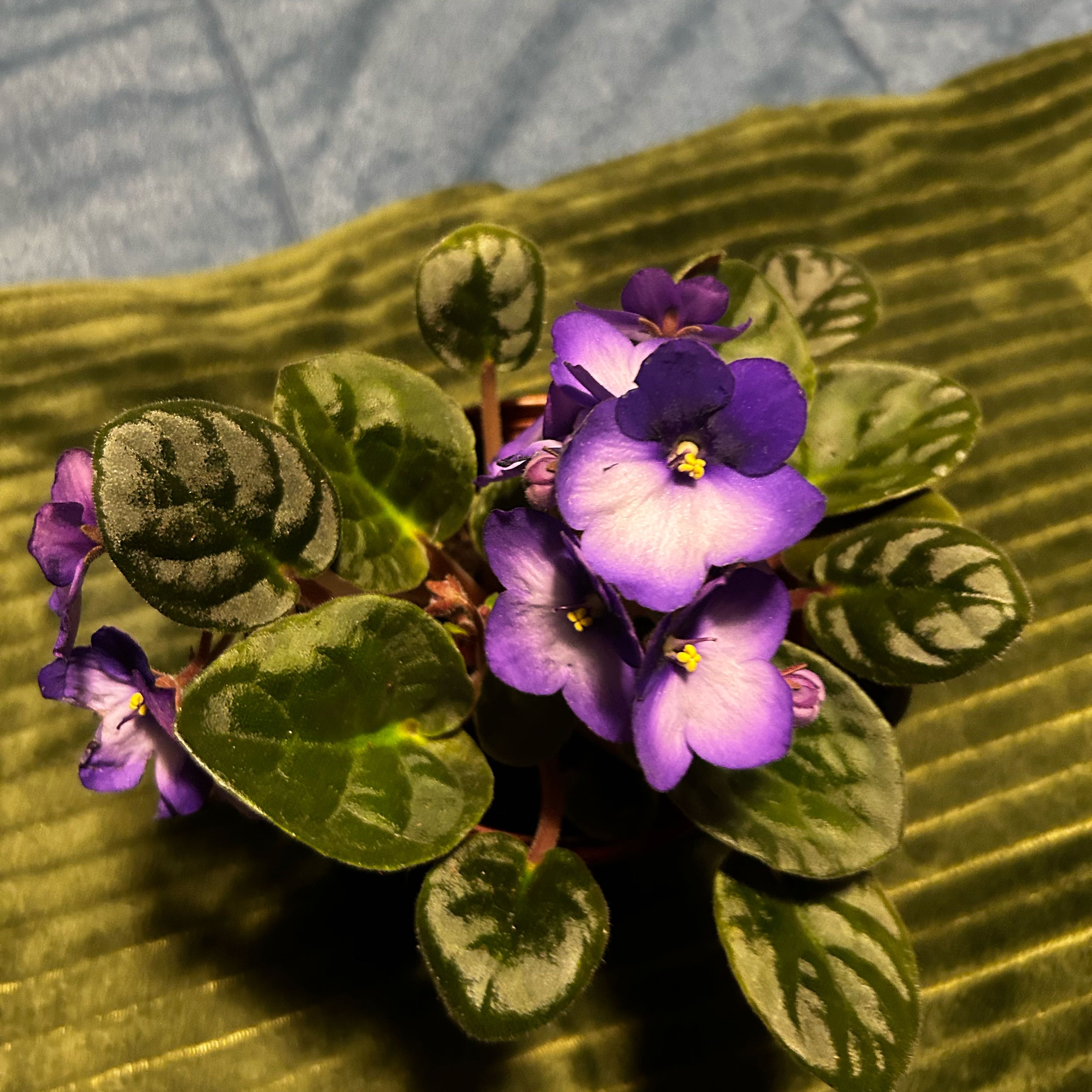 Photo of the plant species African Violet 'Besar Blue White' by @HotBucaneve59 named Clooney on Greg, the plant care app