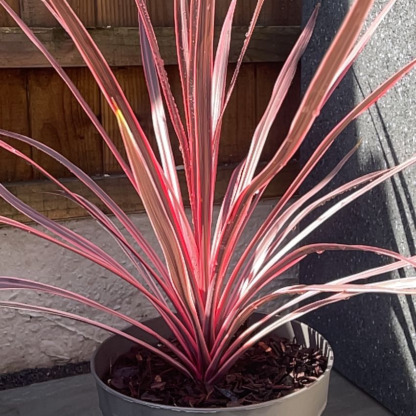 Photo of the plant species Cordyline 'Charlie Boy' by @FirstTricolor50 named Charlie boy on Greg, the plant care app
