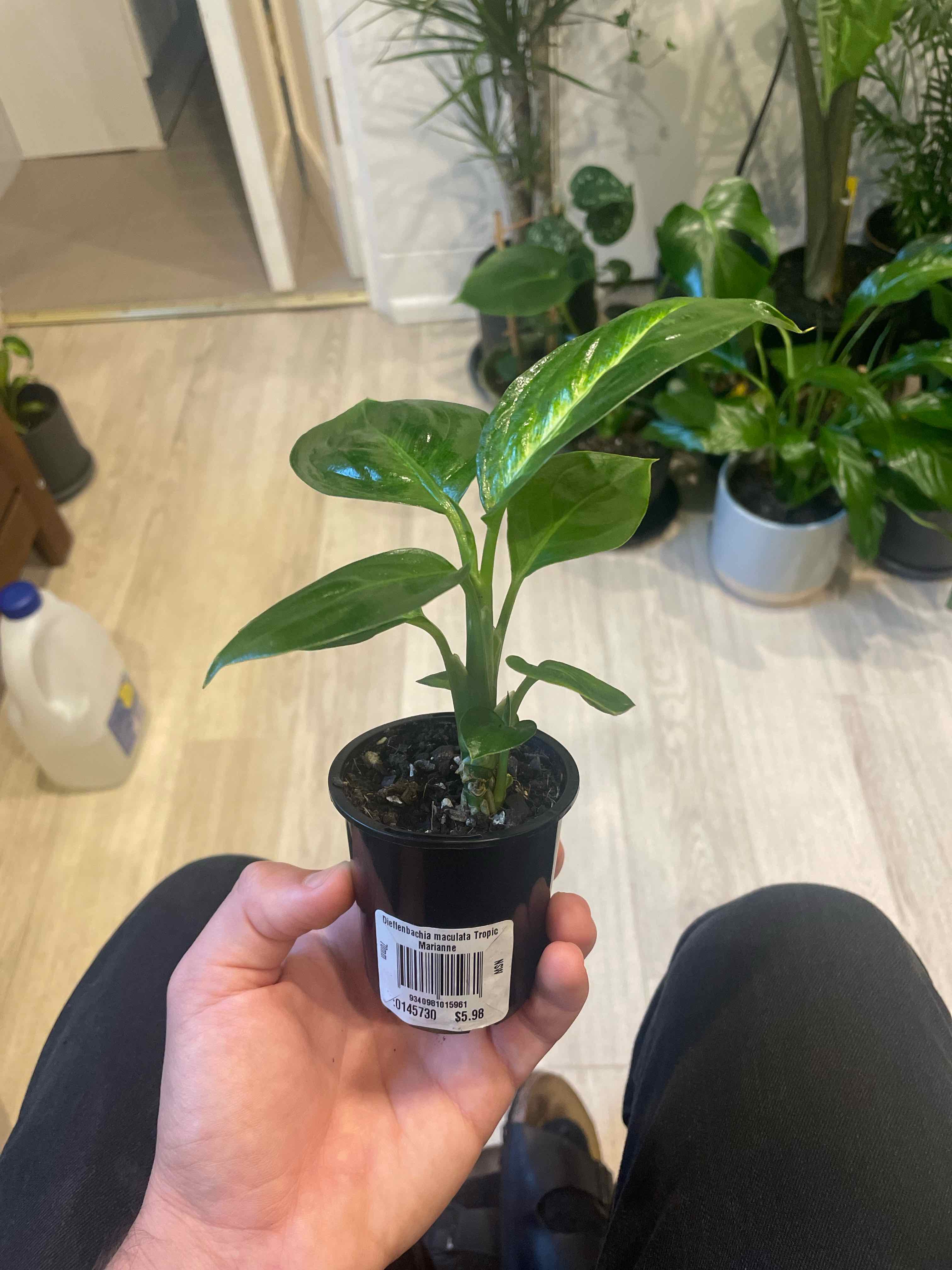 Dieffenbachia 'Tropic Marianne' plant in a small pot held by a hand, with other plants in the background.