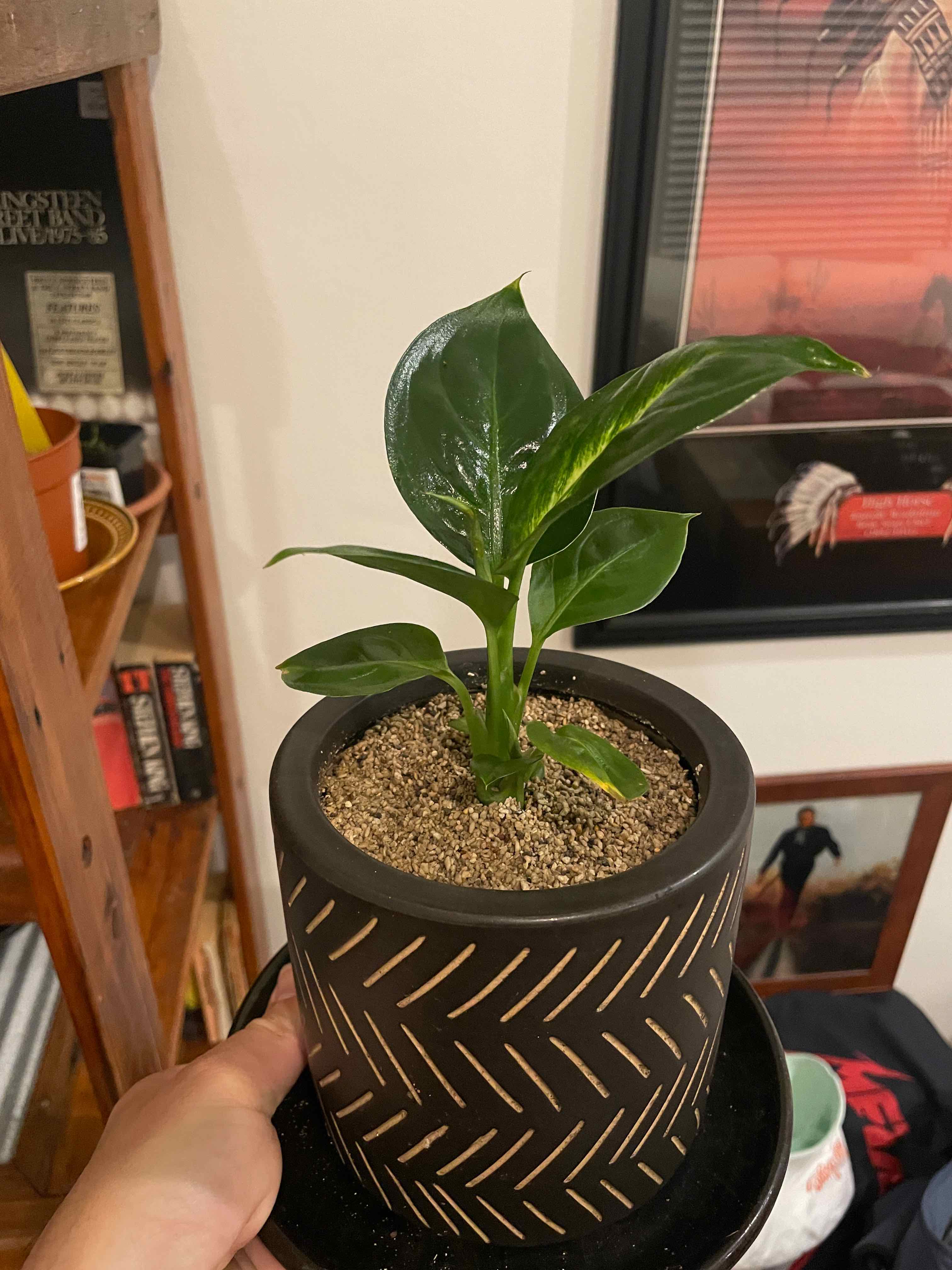 Dieffenbachia 'Tropic Marianne' plant in a decorative pot with visible soil, held by a hand.