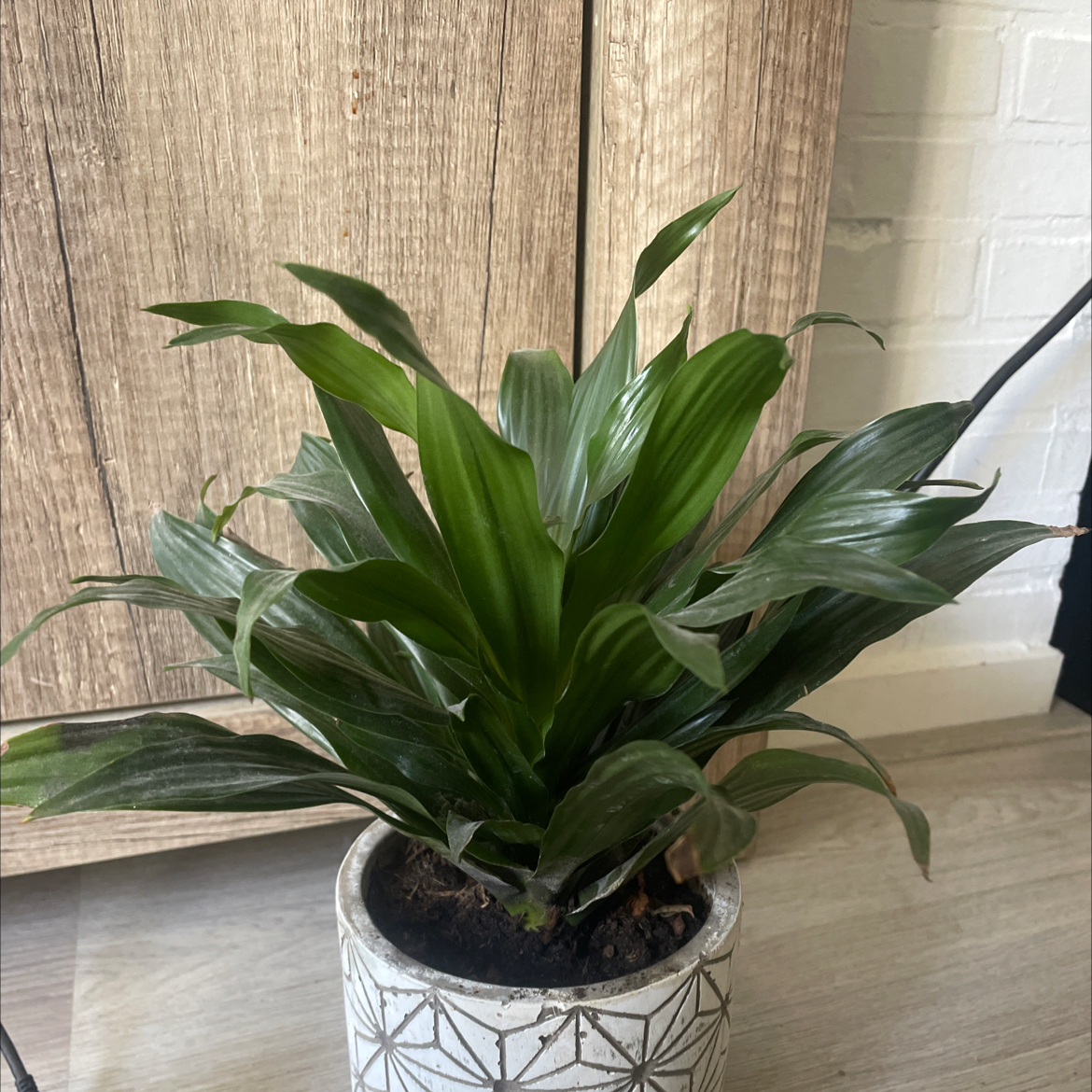 Photo of the plant species Dracaena Compacta by @FreshPalqui29 named Draco Malfoy on Greg, the plant care app