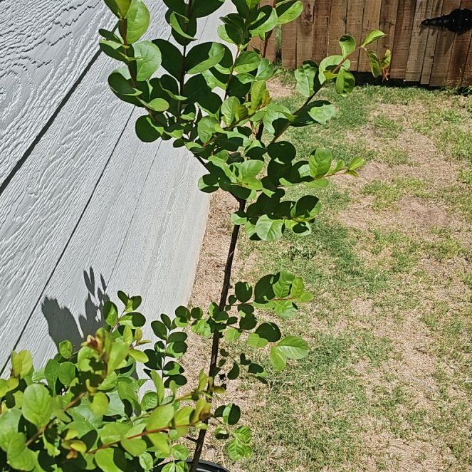 Plant care for Dynamite crape myrtle on Greg, the plant care app