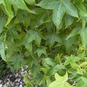 Photo of the plant species American Sweetgum by @PureCowbane68 named Sonora on Greg, the plant care app