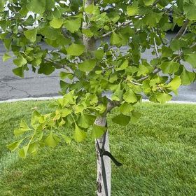 Photo of the plant species Ginkgo Tree by @PureCowbane68 named Luna on Greg, the plant care app