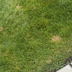 Photo of the plant species Smooth Meadowgrass by @PureCowbane68 named Terra on Greg, the plant care app