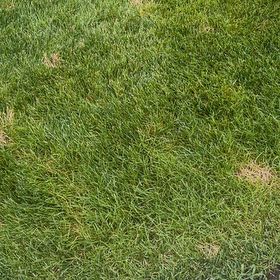Photo of the plant species Smooth Meadowgrass by @PureCowbane68 named Kardashian on Greg, the plant care app
