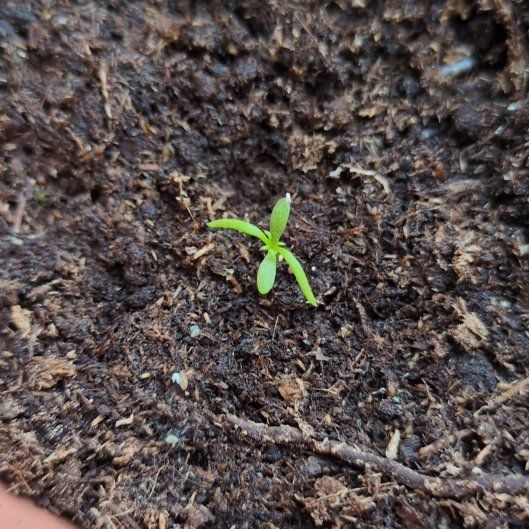 Photo of the plant species Chamomile by @HomelyRiberry45 named Naomi on Greg, the plant care app
