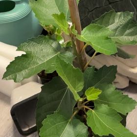 Photo of the plant species Violette De Bordeaux Fig by @SizzlingRedfir named Zeus on Greg, the plant care app